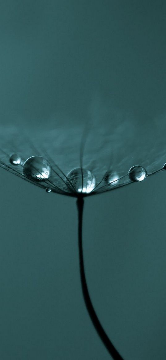 dandelion, fluff, seeds, fly