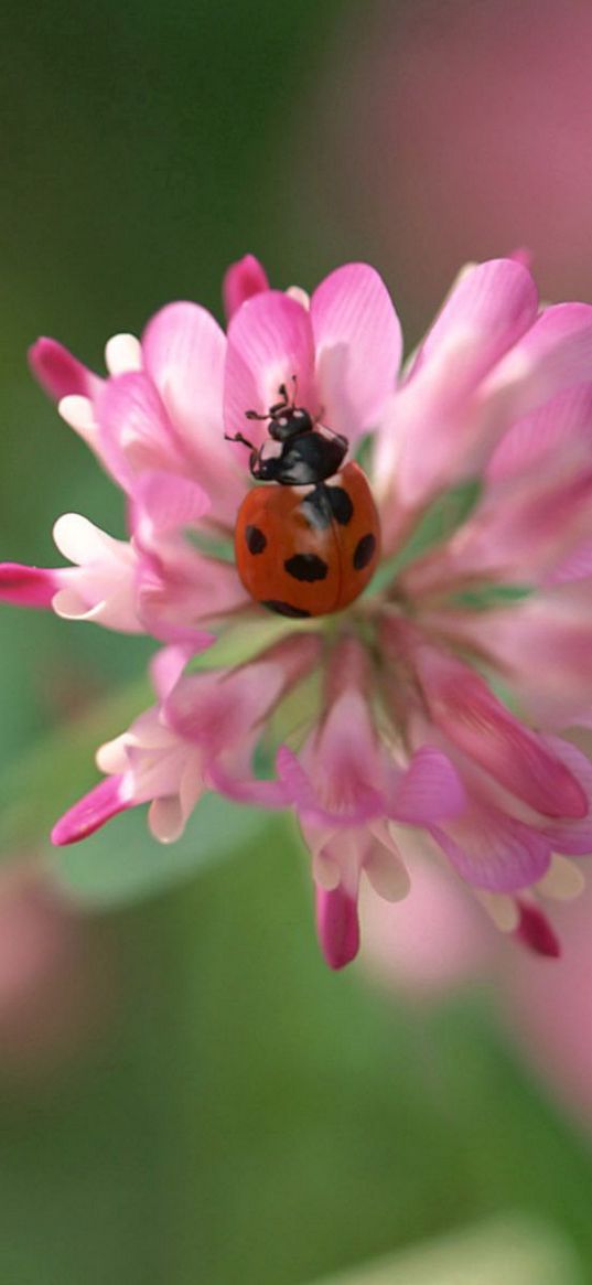 clover, ladybug, crawling, insect