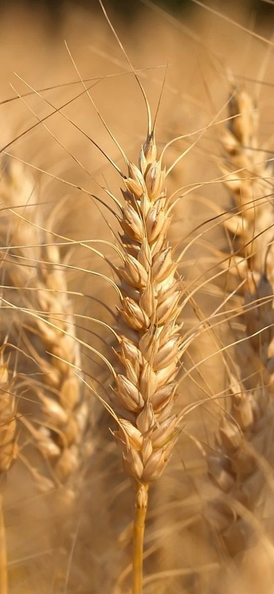 ear, grass, field, light