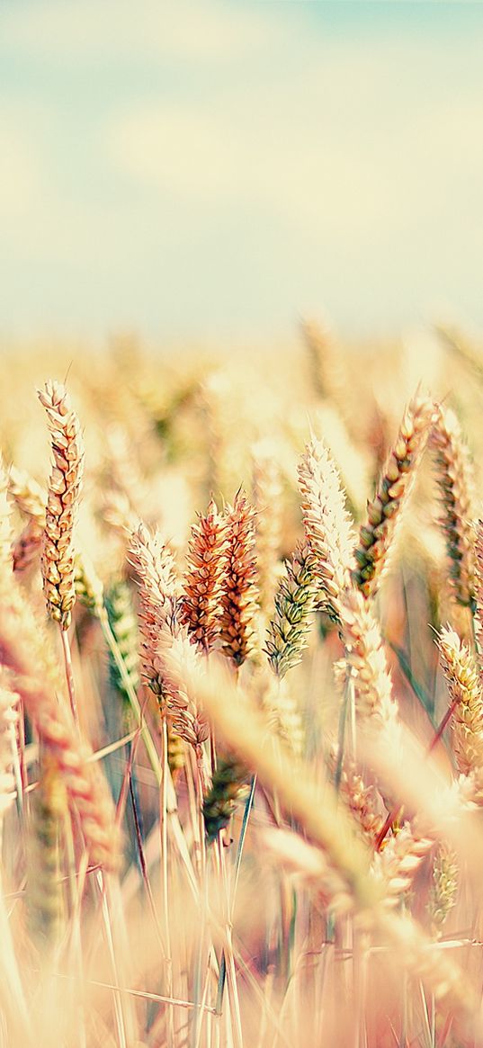 field, spikes, sky, bright, mellow