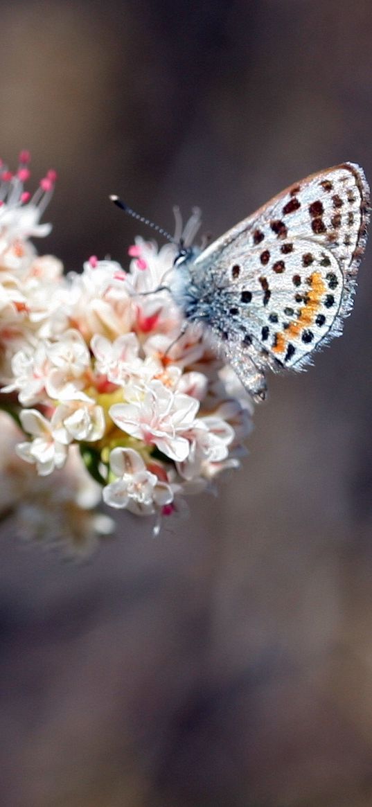 flower, butterfly, stains, plant