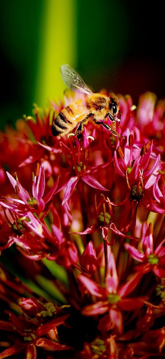 bee, flower, plant, dark