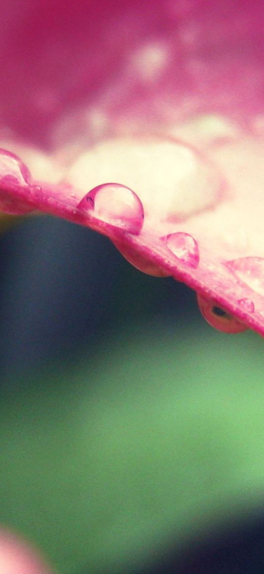 leaf, drop, dew, bending