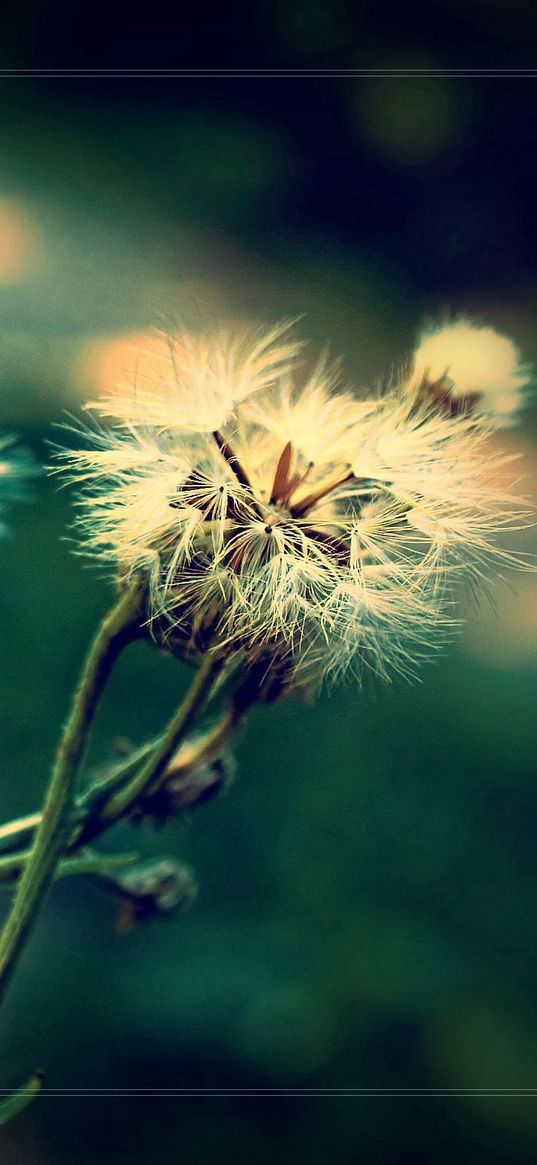 dandelion, fluff, seeds, plants, herbs