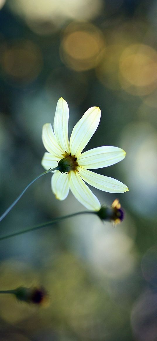 flowers, grass, faded, dull