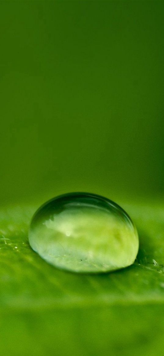 droplet, dew, leaf, surface