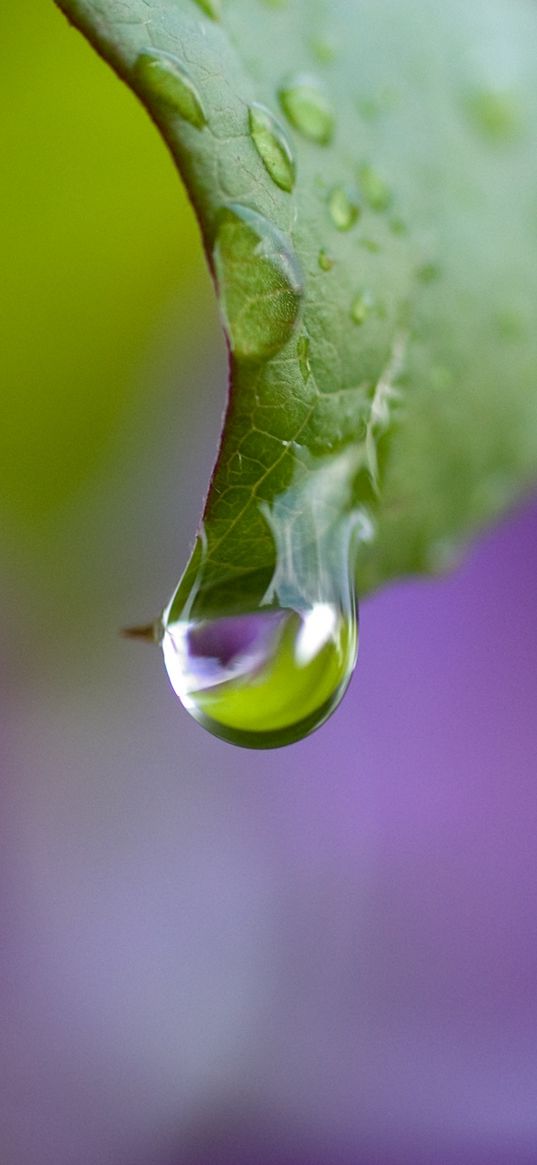 dew, drops, leaf, bending