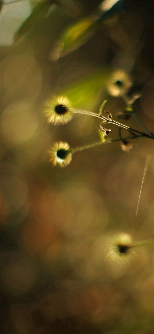 grass, patches, spots, branch, plant