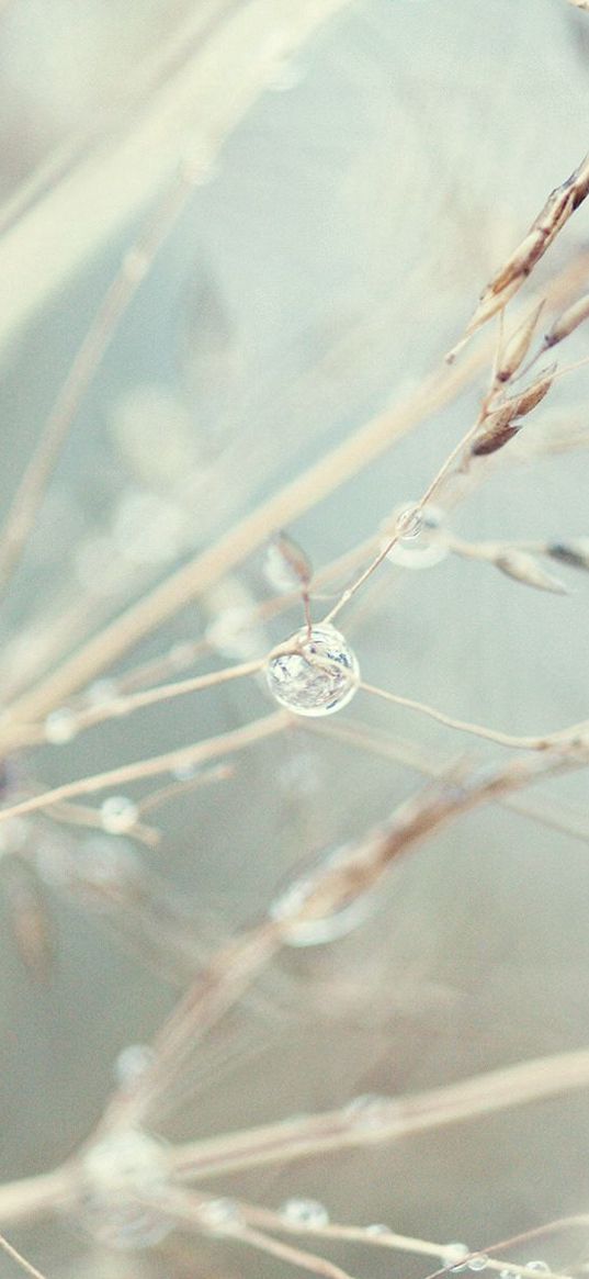 plants, light, seeds, dandelion, web