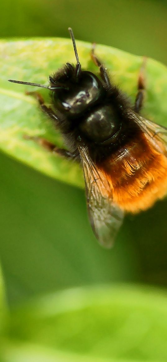 bumblebee, leaves, plants, insects