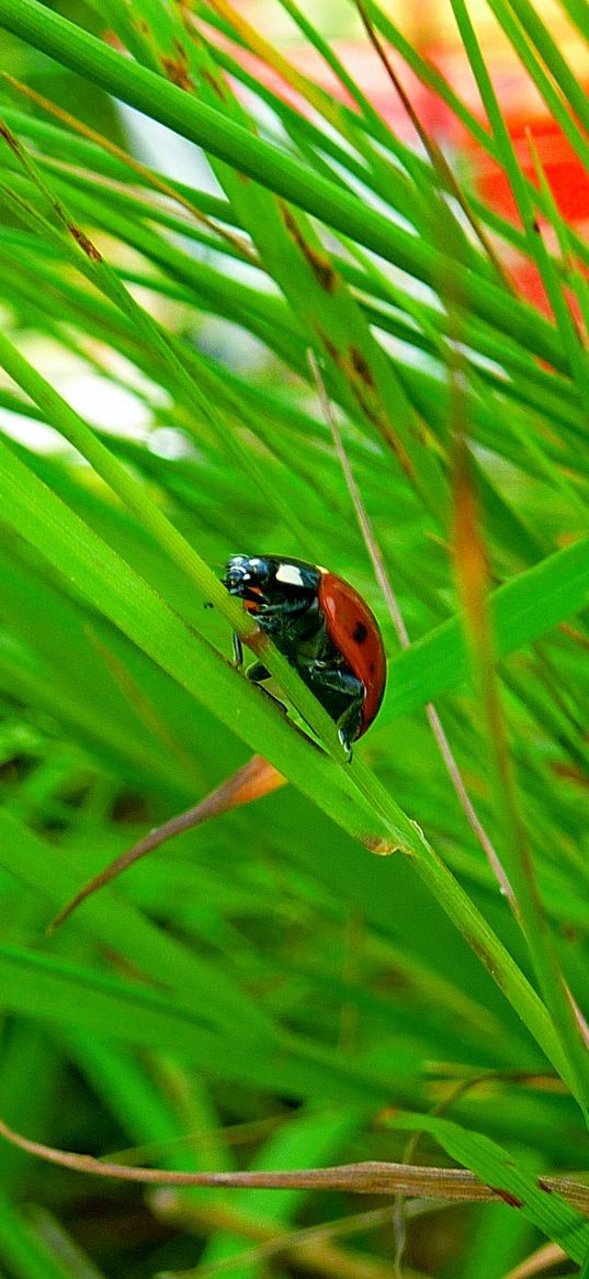 insect, ladybug, grass, crawl