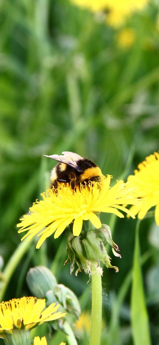 bumblebee, dandelion, pollination, grass, field