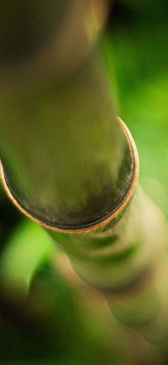 stalk, bamboo, branch, glare