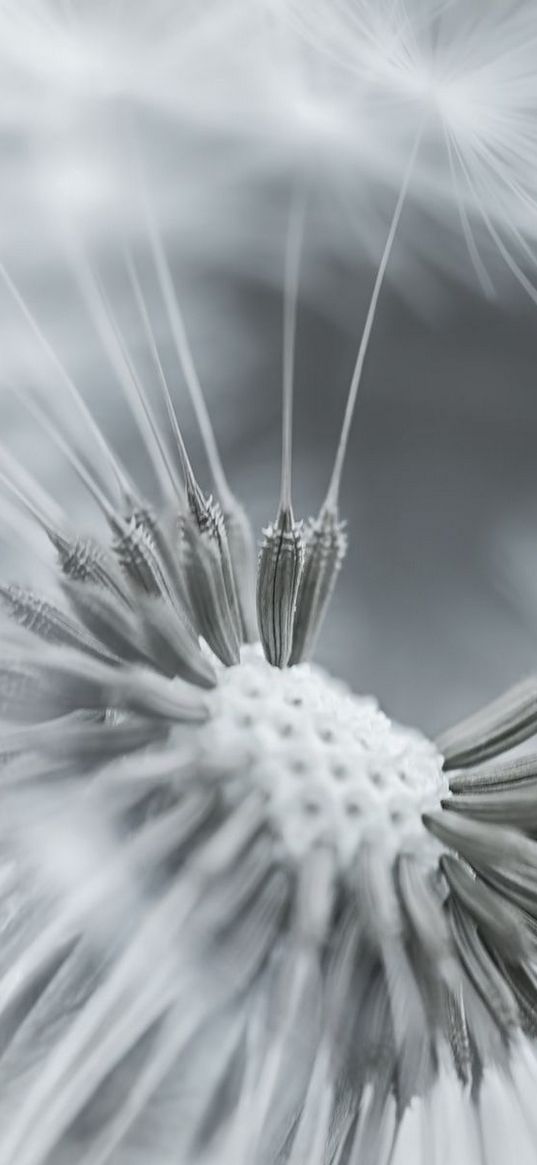 dandelion, flower, feathers, seeds, black and white