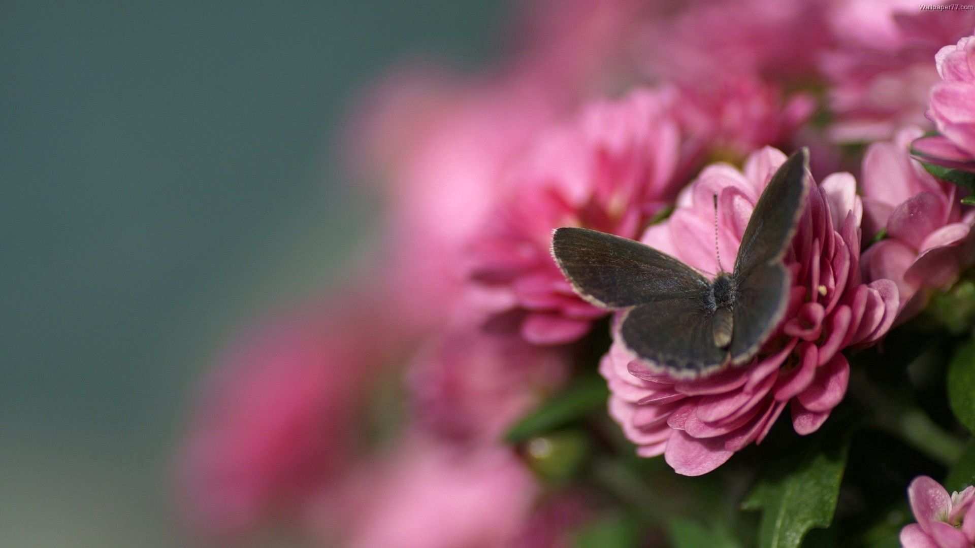 butterfly, flower, flying, beautiful