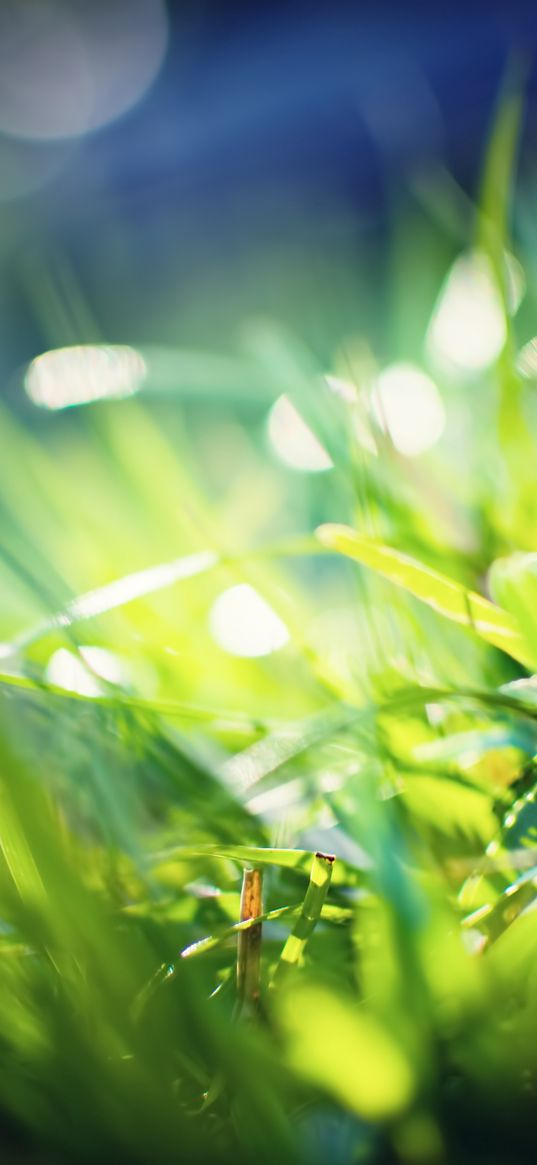 grass, glare, blurred, light, color