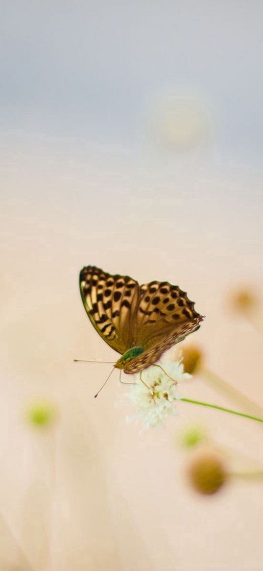 butterflies, flowers, grass, oiled