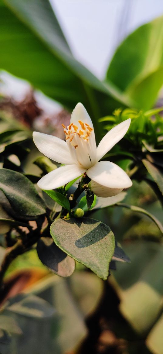 orange flower, branch, tree, nature