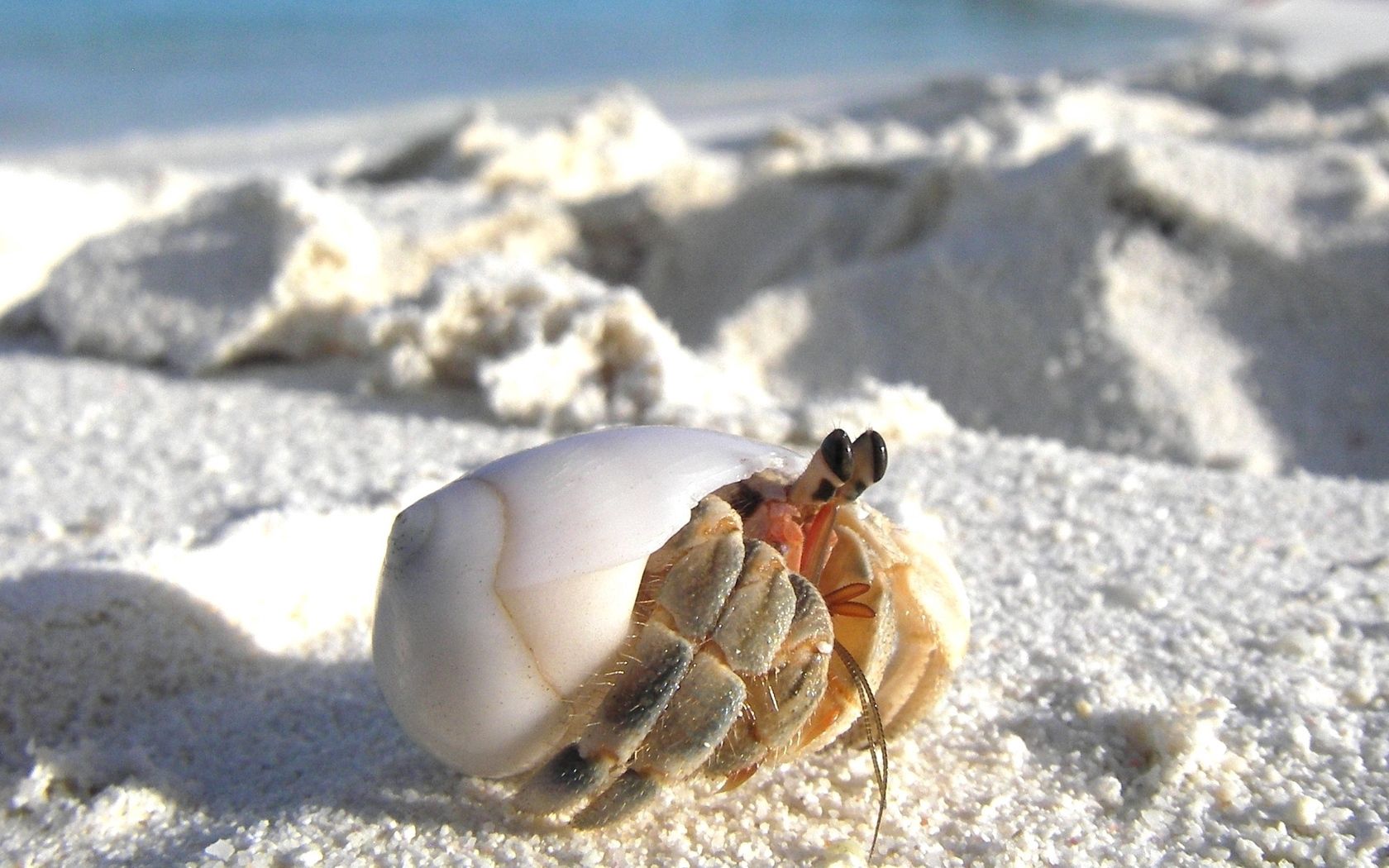 sand, crab, macro, lurking