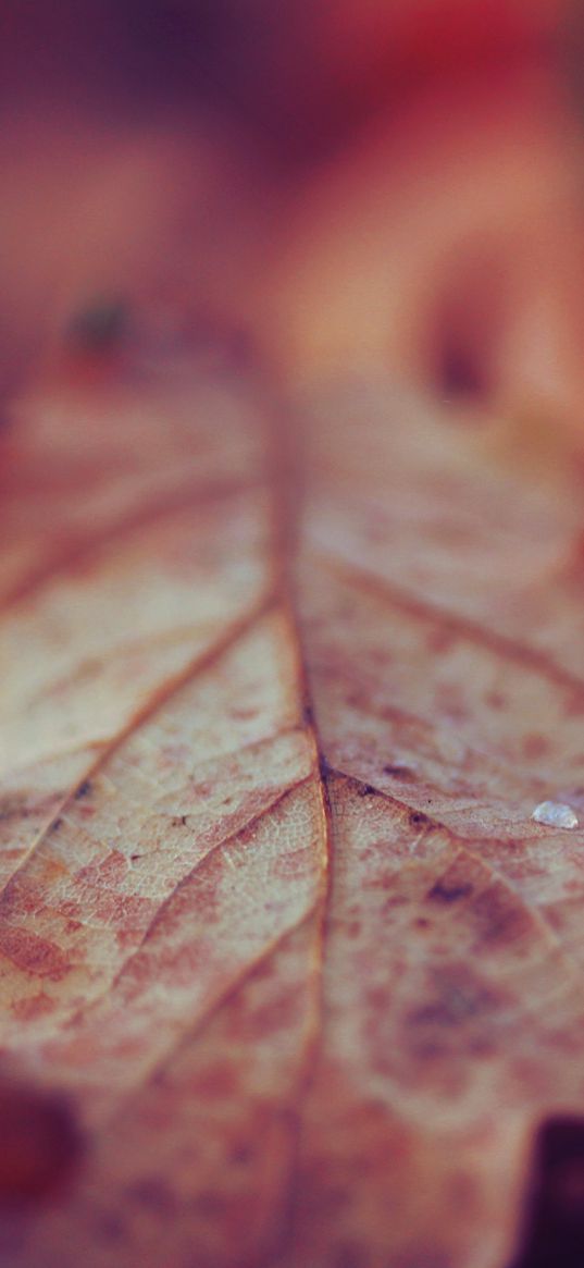 leaf, dry, surface, fall