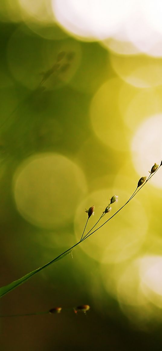 grass, patches, circles, background, blurred