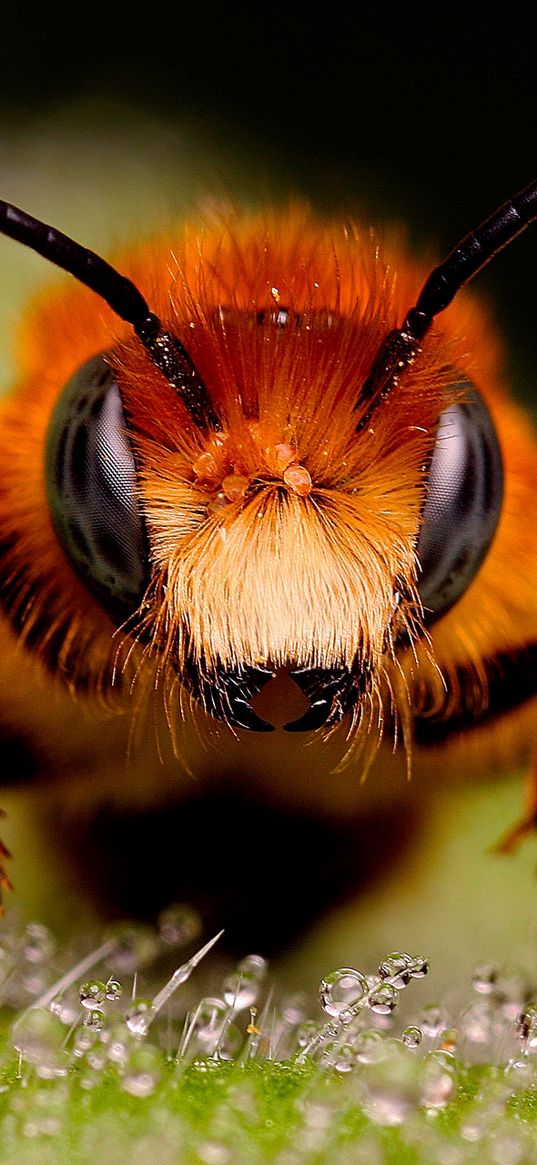 bee, insect, eyes, surface