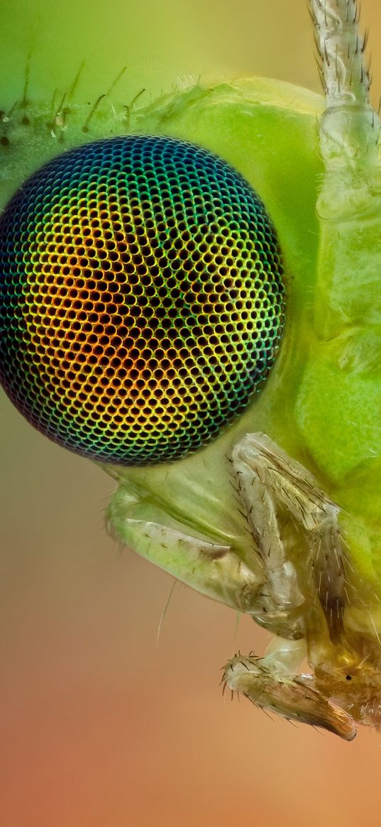 insect, eyes, whiskers, bright