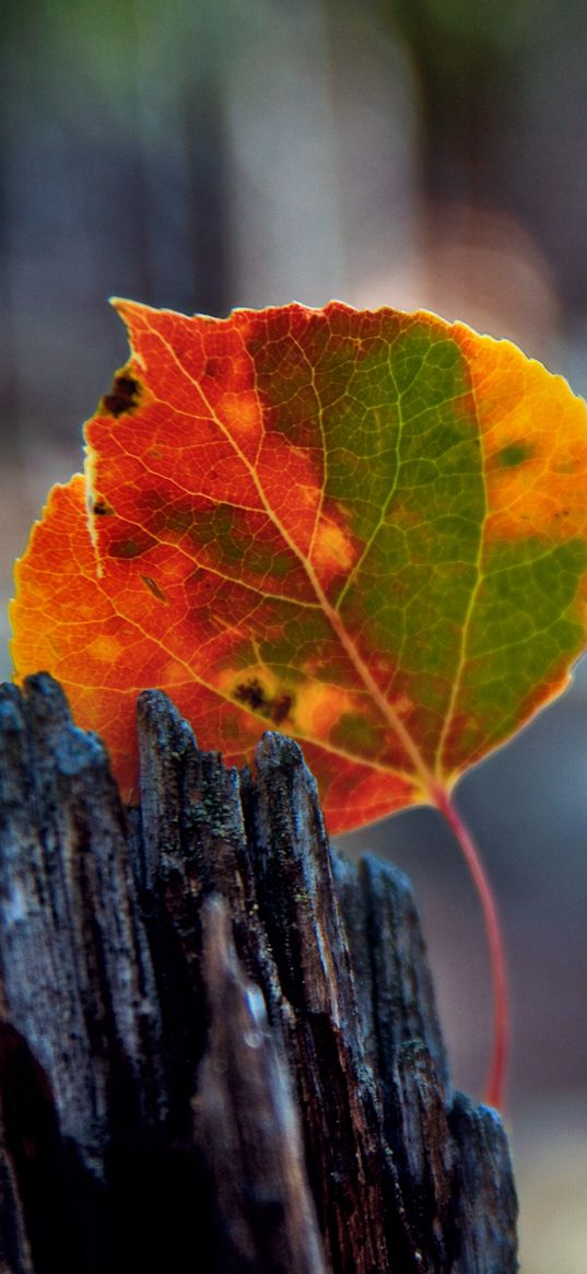 leaves, bark, wood, stain, fall