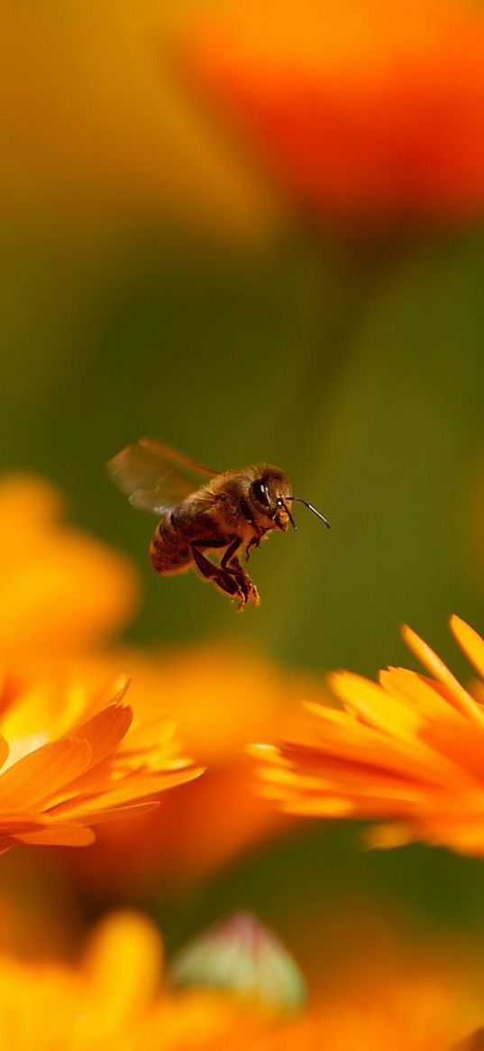 fly, flower, bee, insect