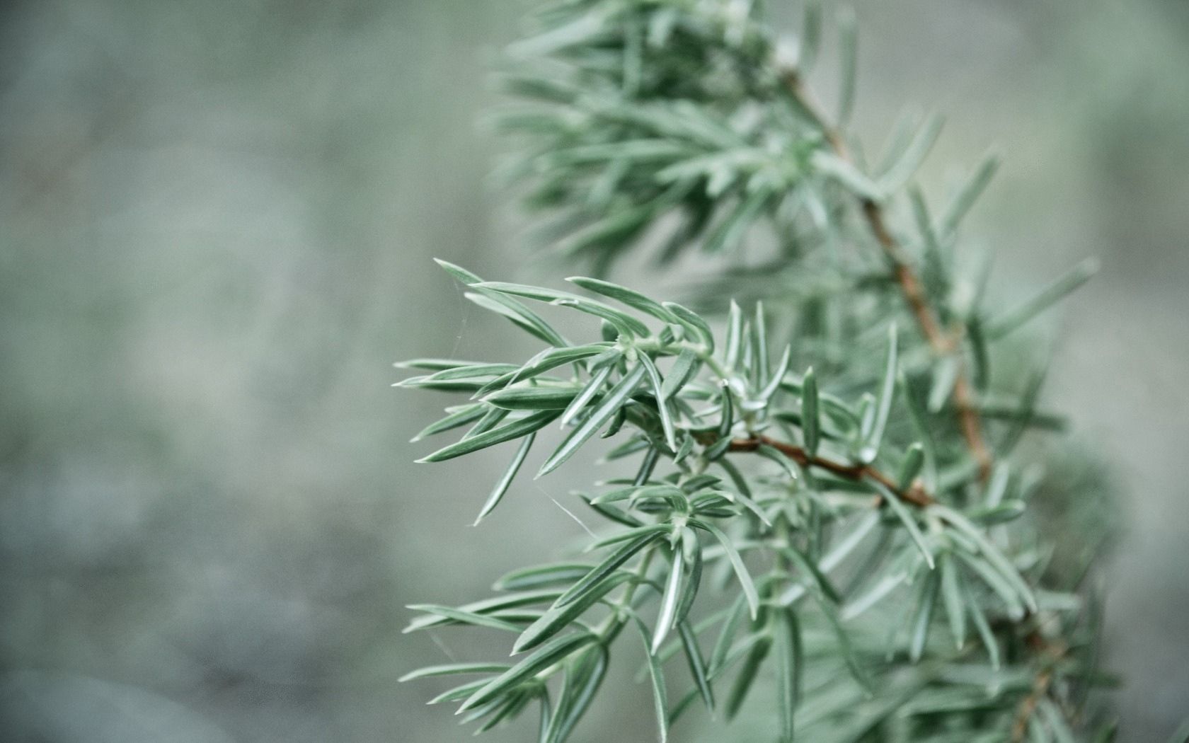 branch, plant, focus, spruce