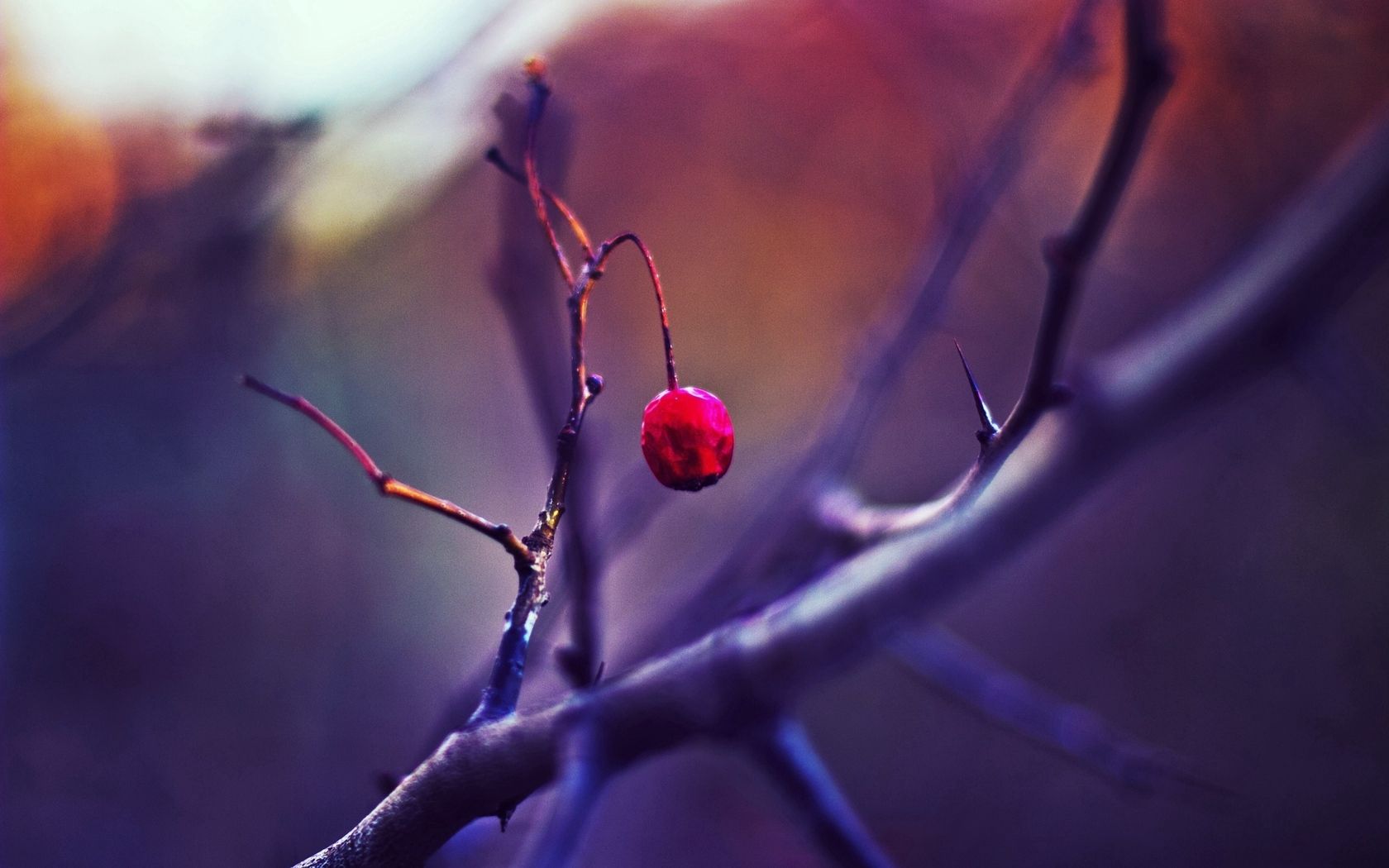 rose, macro, branch, focus