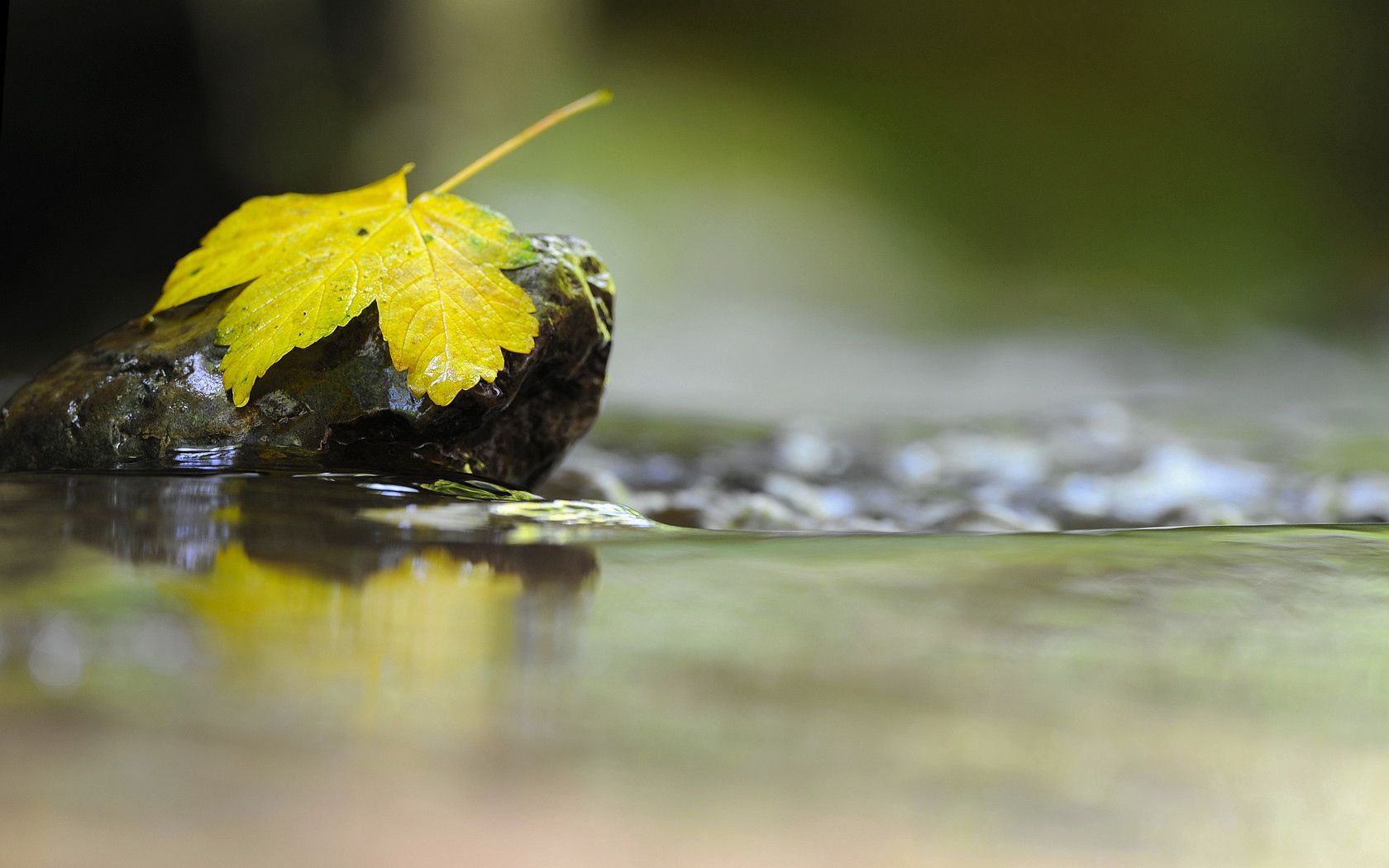 leaf, rock, water, liquid