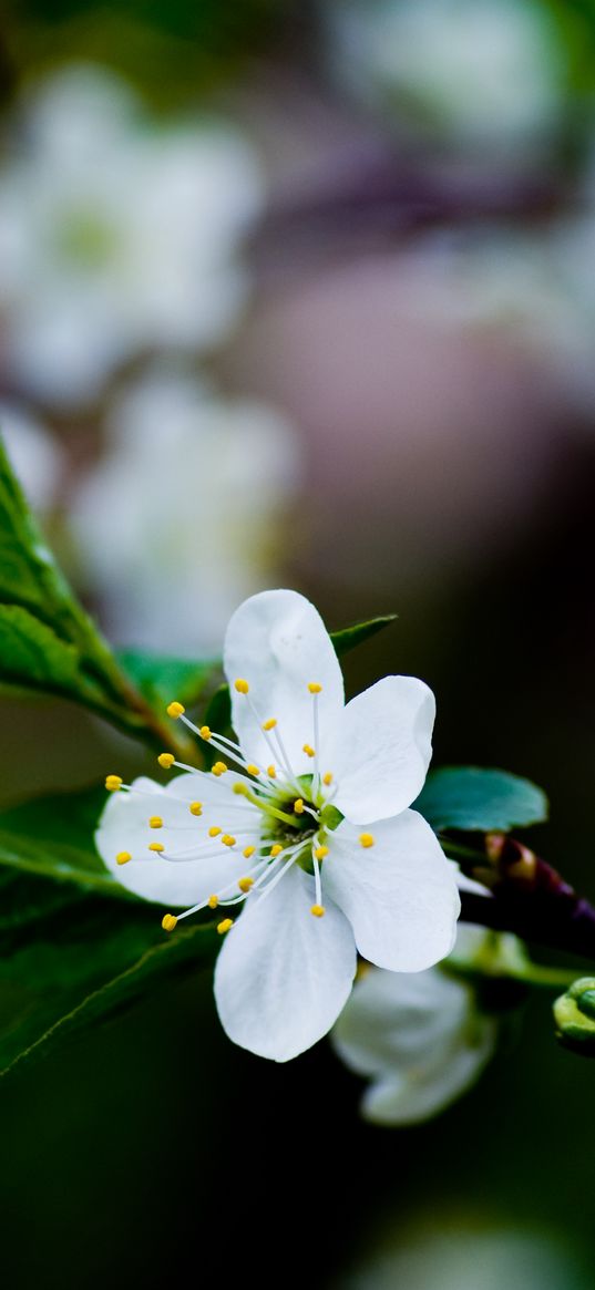 flower, grass, blooming, spring