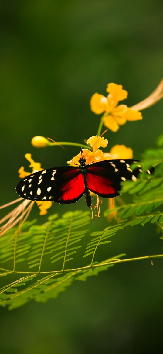 butterfly, grass, color, plants, insects