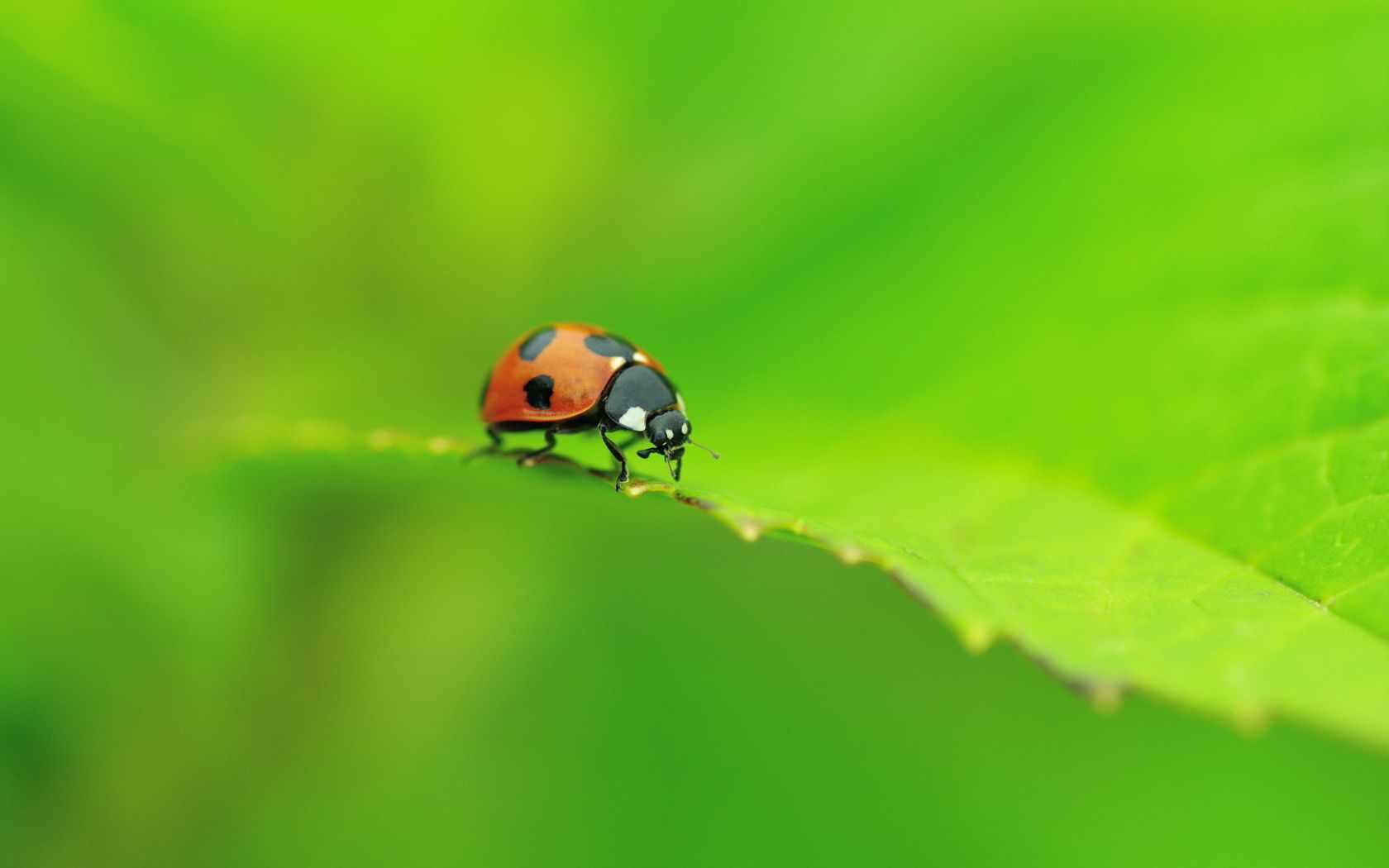 ladybug, leaf, shape, crawling, insect