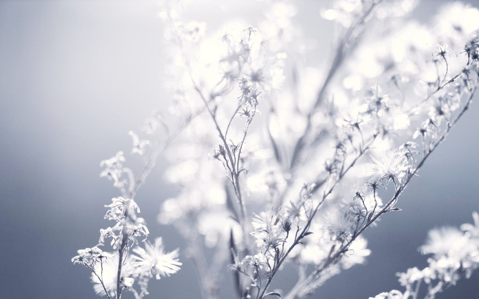 plant, fluff, sunlight