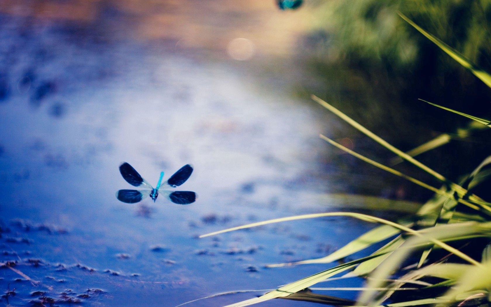 dragonfly, plants, fly, surface