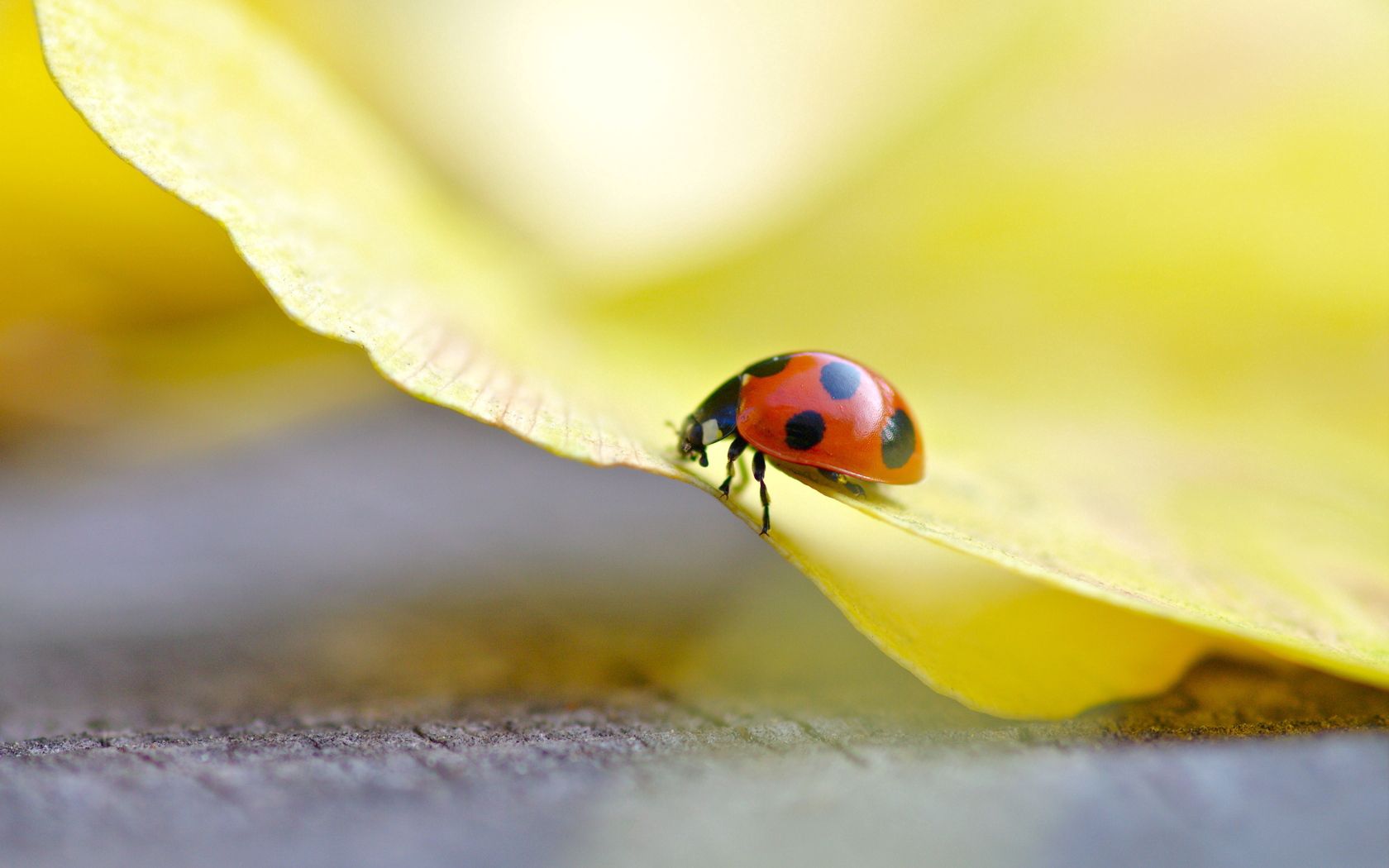 ladybug, grass, light, crawling, insect