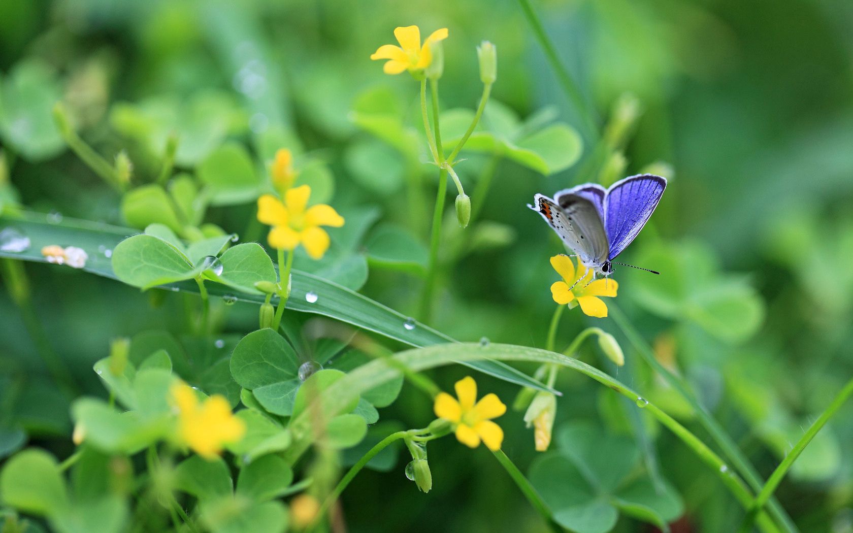 butterflies, flowers, grass, light