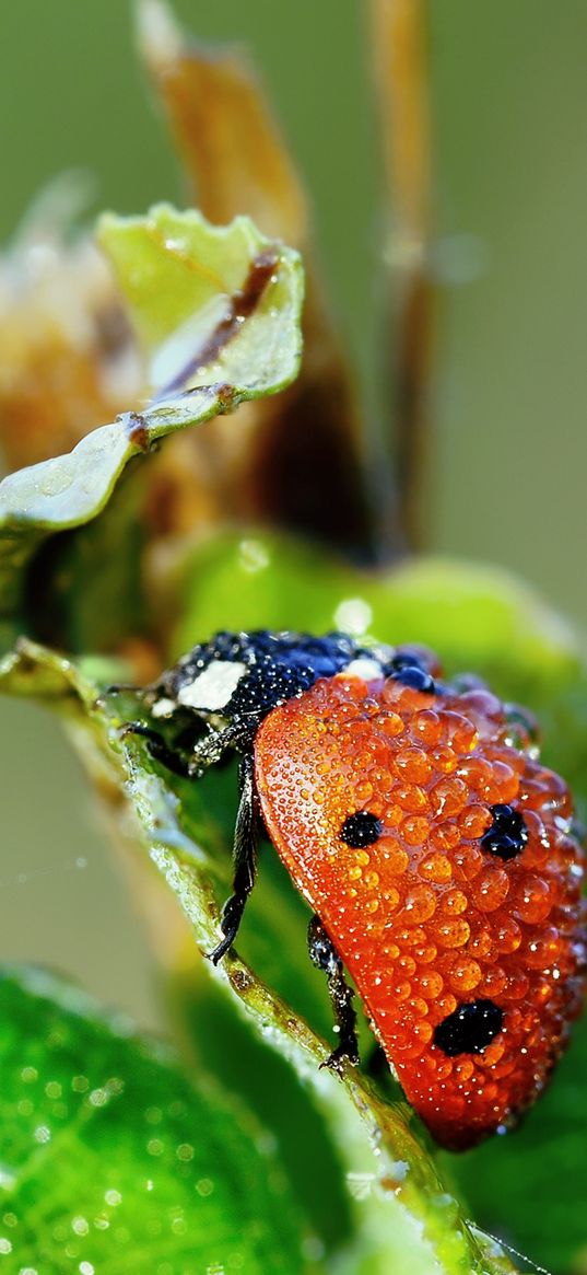 ladybug, grass, drops, dew, wet