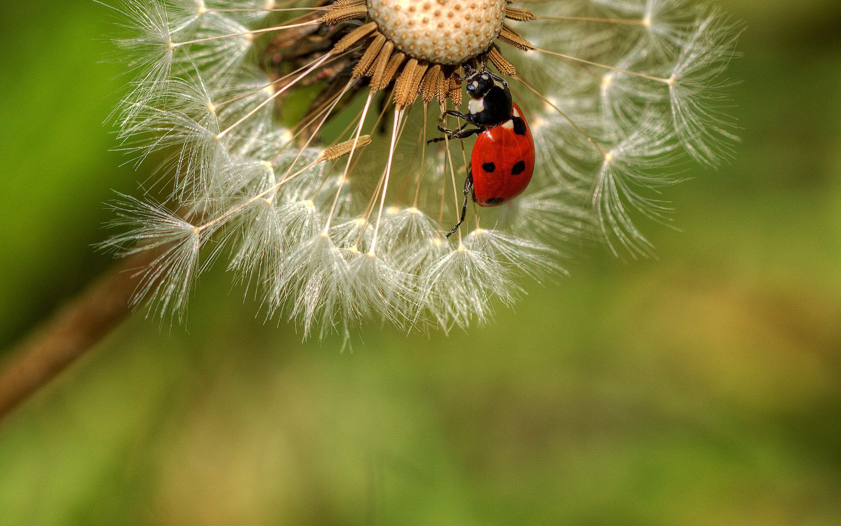 down, ladybug, dandelion, crawl