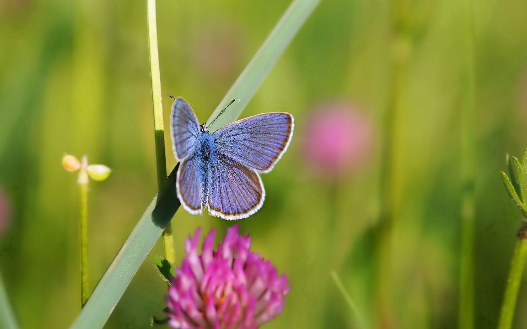 butterfly, clover, grass, summer