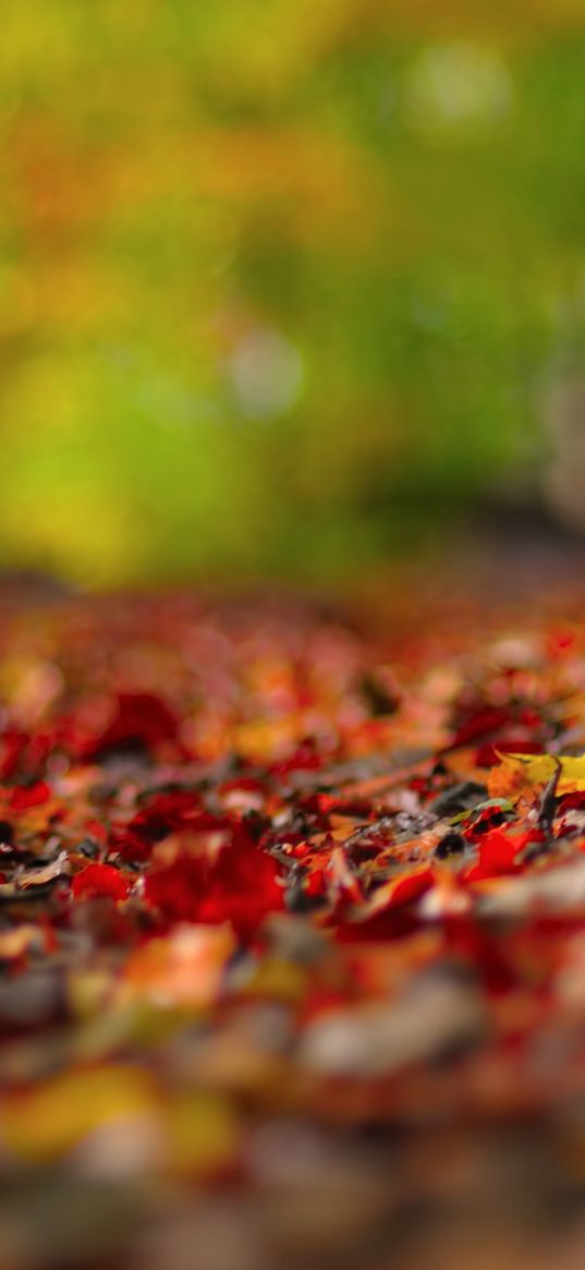 background, foliage, surface, fall