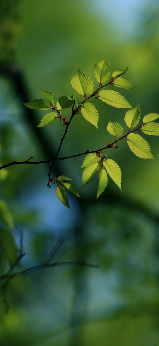 leaves, light, pale, plants