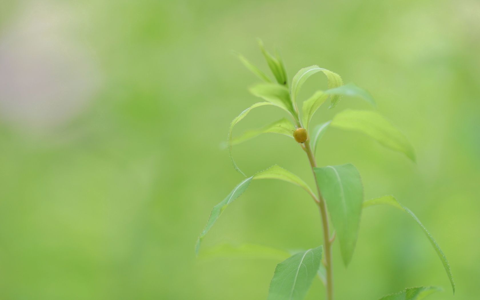 plant, stem, leaves, beetle, insect, green, nature