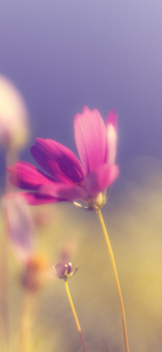 flower, kosmeya, glare, pink, bright, petals