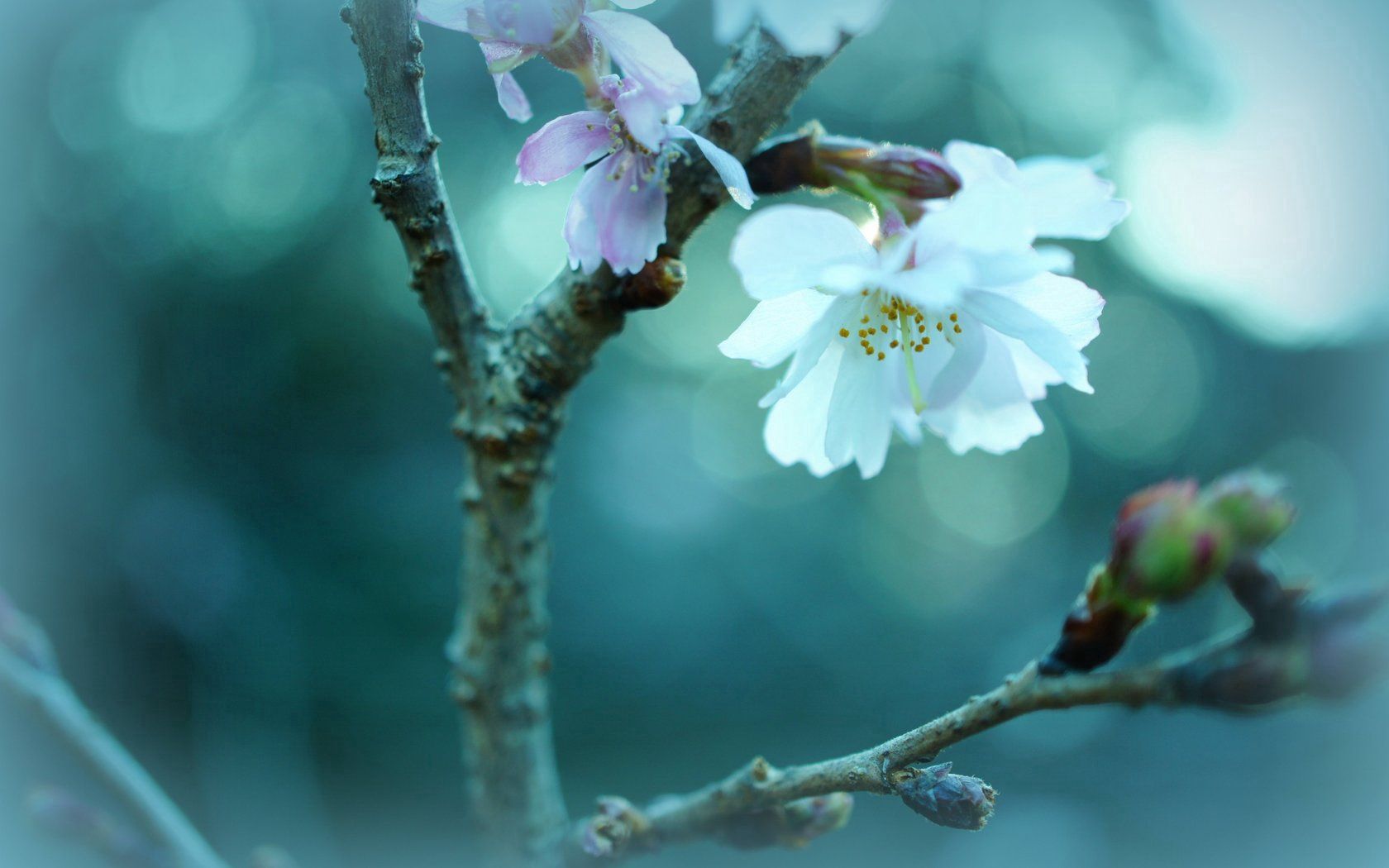 flower, sprout, glare, branch, plants