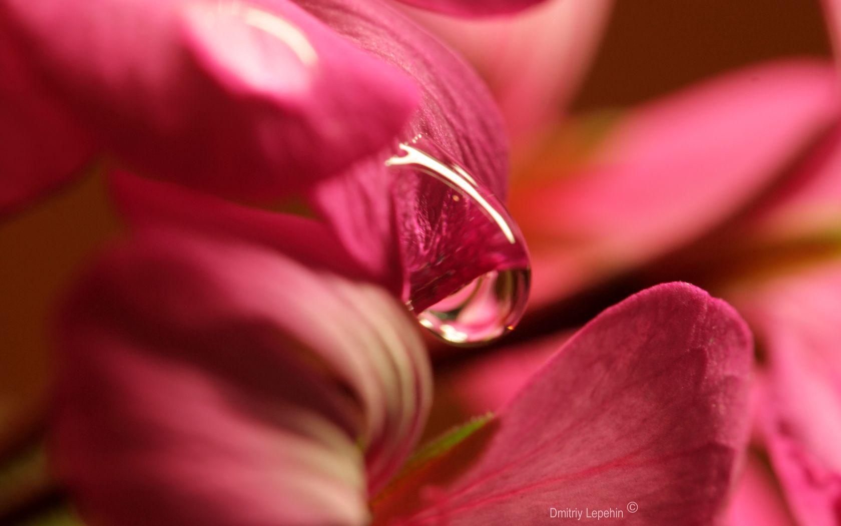 flower, petals, background, drop, large