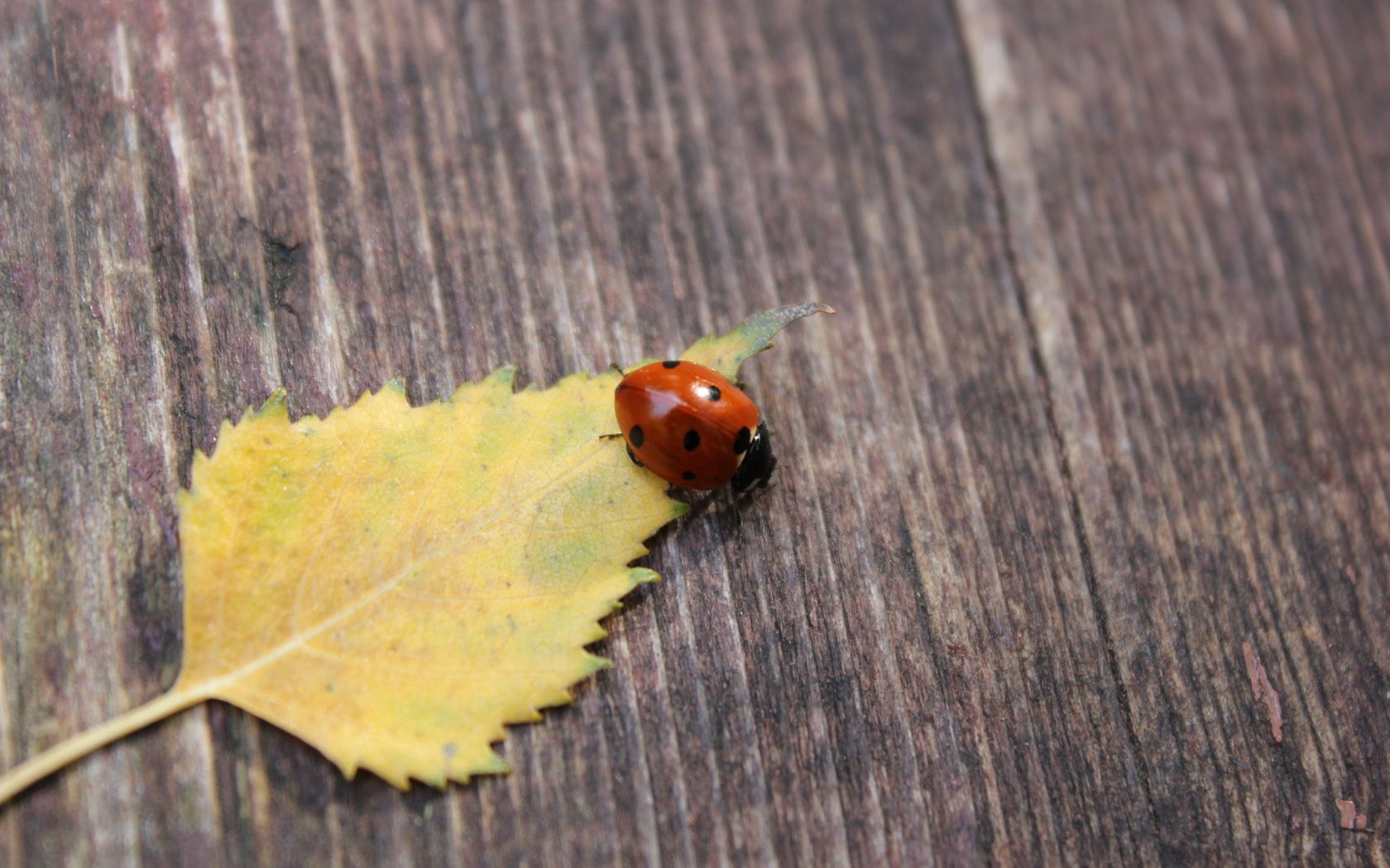 ladybug, leaf, surface, fall