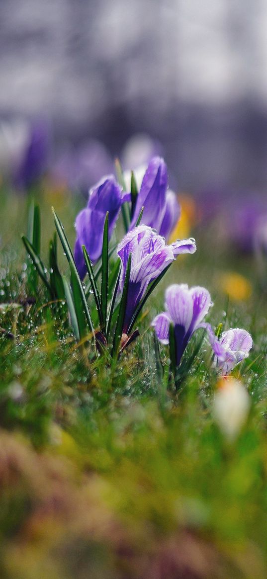 grass, flowers, background, moss, crocus